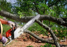 Professional Tree Care in South Wenatchee, WA