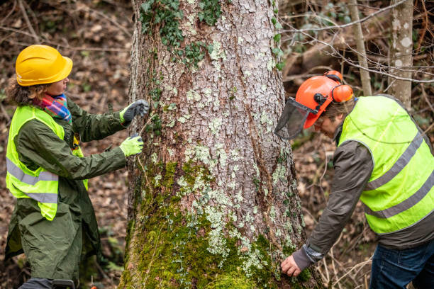 Best Tree Health Inspection  in South Wenatchee, WA