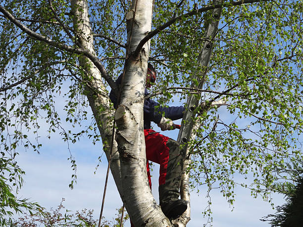 Best Tree Maintenance Programs  in South Wenatchee, WA